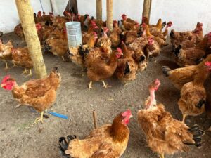 Leia mais sobre o artigo Avicultura de galinha caipira é fonte de renda para famílias em Senhor do Bonfim