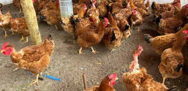 Avicultura de galinha caipira é fonte de renda para famílias em Senhor do Bonfim