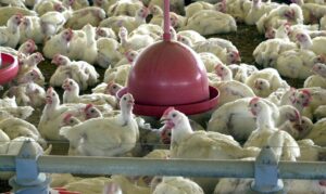 Leia mais sobre o artigo Abate de frangos e consumo de leite melhoram desempenho, diz IBGE
