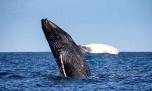Leia mais sobre o artigo Festival das Baleias incentiva o ecoturismo