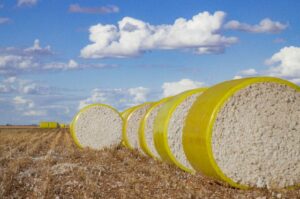 Leia mais sobre o artigo Bahia colhe 615 mil toneladas de algodão na safra 22/23 e se consolida como segundo maior produtor do Brasil