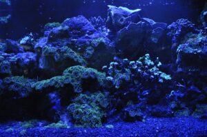Leia mais sobre o artigo The Reef Company e BiGle chegam ao Brasil mirando Economia Azul