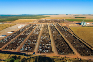 Leia mais sobre o artigo Com 50 mil cabeças de gado, estado da Bahia abriga o maior confinamento bovino do Nordeste