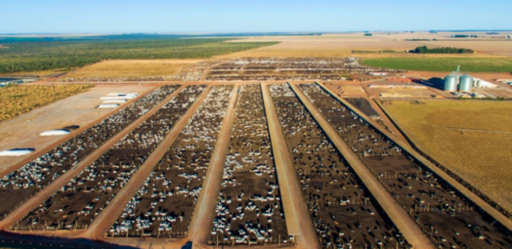 Com 50 mil cabeças de gado, estado da Bahia abriga o maior confinamento bovino do Nordeste