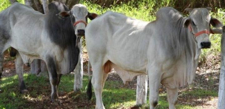 Agronegócio baiano cresce 8,1% no terceiro trimestre e movimenta R$ 18,4 bi