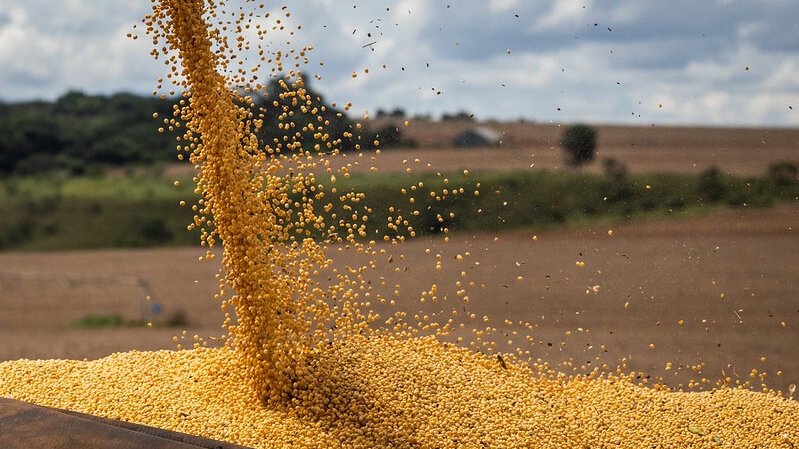 Você está visualizando atualmente Devido a pressões climaticas, Conab prevê queda na safra de grão este ano