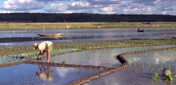 Brasil pode produzir 306,4 milhões de toneladas de grãos na safra 2023/24,  diz Conab