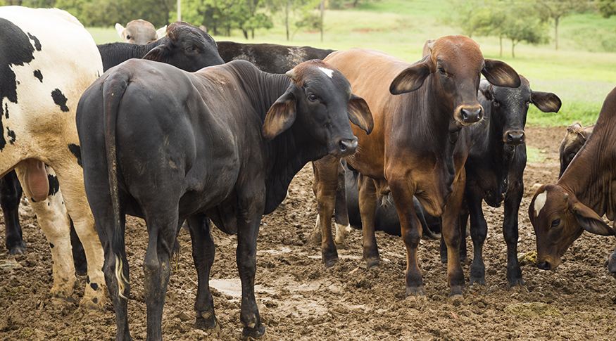 Você está visualizando atualmente Abate de bovinos e suínos cresce no 4º trimestre de 2023