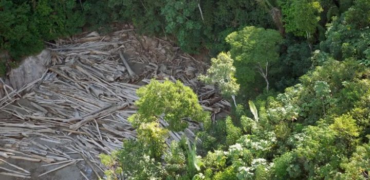 Fundo Amazônia liberou R$ 1,3 bilhões em projetos