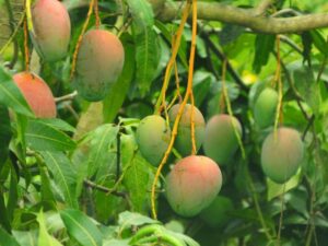 Leia mais sobre o artigo Fruticultura baiana movimenta R$ 1.3 bi em exportações