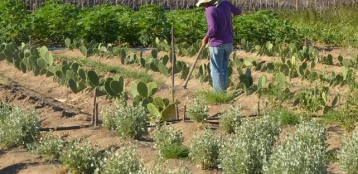 Agronegócio da Bahia mantém crescimento