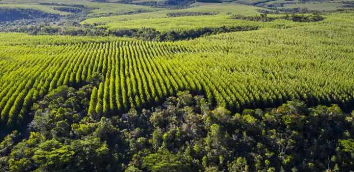 BNDES aprova recursos para reflorestamento na Bahia