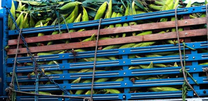 Agro representa 13,7% da economia baiana no 1º tri