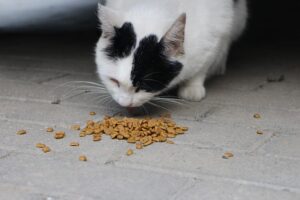 Leia mais sobre o artigo Taipé Chinês vai importar comida de pet do Brasil