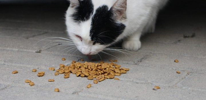 Taipé Chinês vai importar comida de pet do Brasil