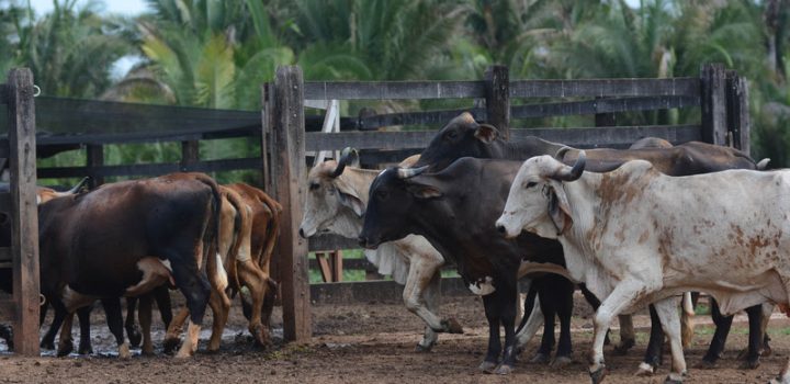 Bahia terá R$ 5,7 bi do Plano Safra 2024/2025 pelo BNB