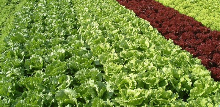 Hortaliças e frutas seguem com queda de preços no atacado