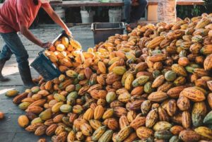 Leia mais sobre o artigo Bahia lidera produção nacional de cacau