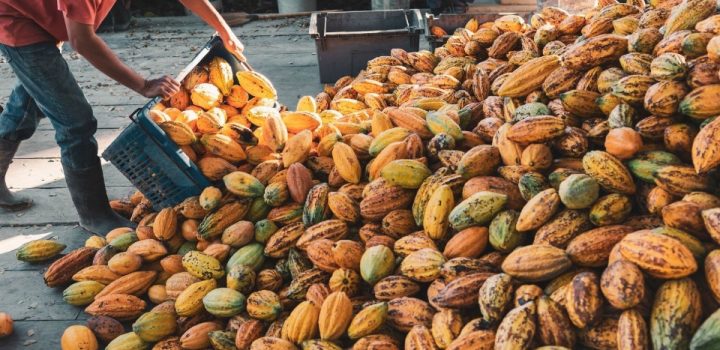 Bahia lidera produção nacional de cacau