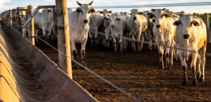 Bahia ultrapassa 13,1 mi/cabeças de gado e lidera produção no Nordeste