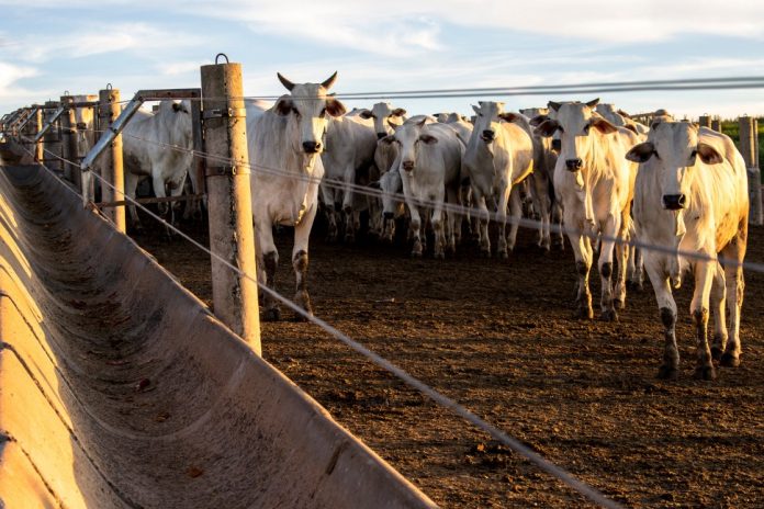 Você está visualizando atualmente Bahia ultrapassa 13,1 mi/cabeças de gado e lidera produção no Nordeste