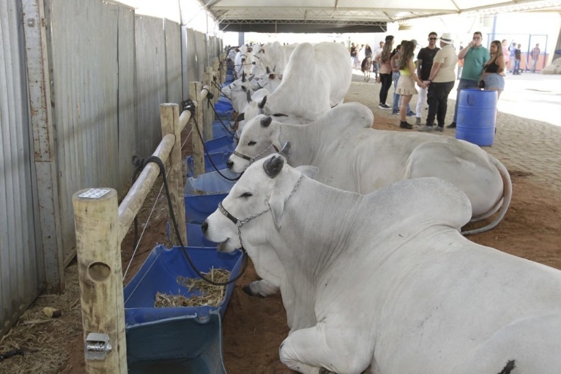 Você está visualizando atualmente Agronegócio baiano responde por 26,5% do PIB no 3º tri