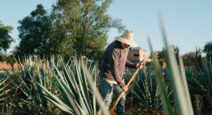 Leia mais sobre o artigo Projeto da ABDI inicia cadastro de produtores de agave no semiárido baiano