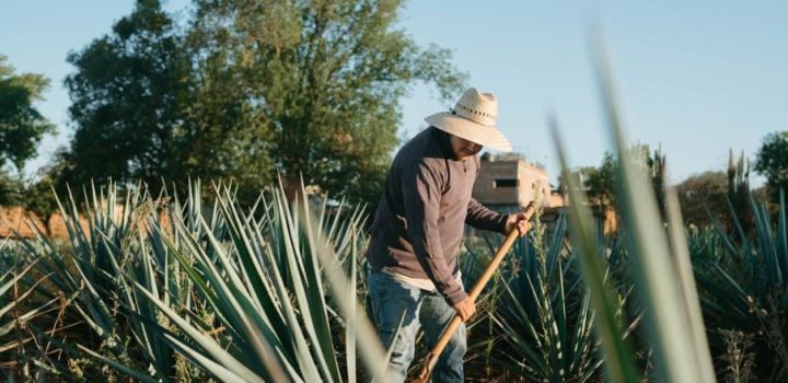 Projeto da ABDI inicia cadastro de produtores de agave no semiárido baiano