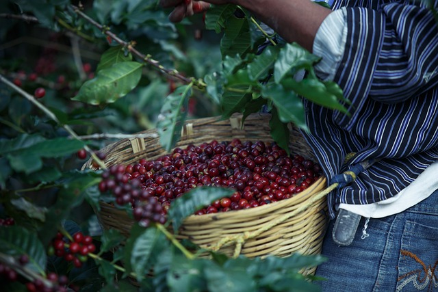 Bahia deve registrar crescimento de 11,3% na produção de café em 2025