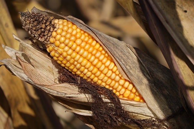 Você está visualizando atualmente BASF e Opea anunciam nova captação de R$ 800 milhões para FIDC