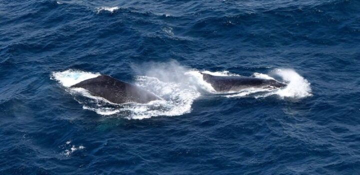 Avistamento de jubartes movimenta turismo e reforça ações sustentáveis na Bahia