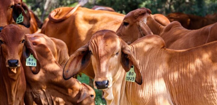 Crise na pecuária dos EUA pode abrir brecha para carne brasileira, avalia economista
