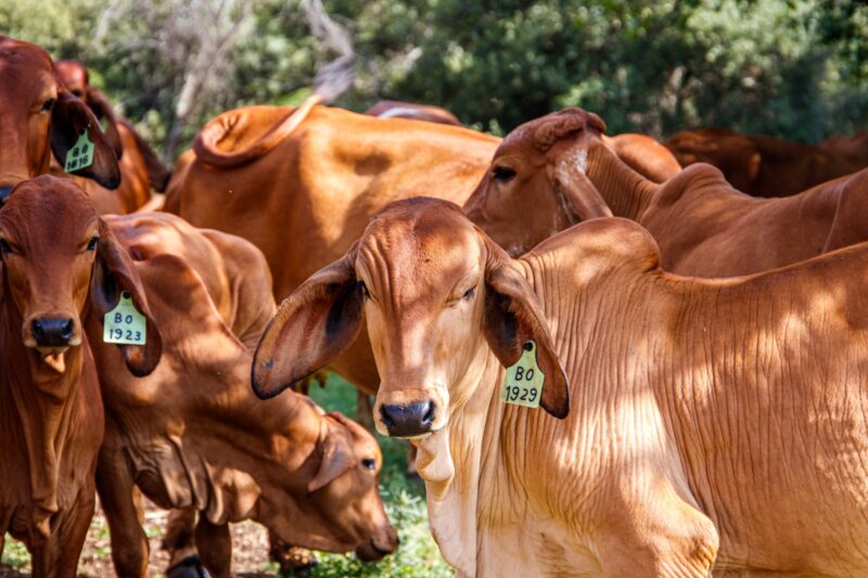 Crise na pecuária dos EUA pode abrir brecha para carne brasileira, avalia economista