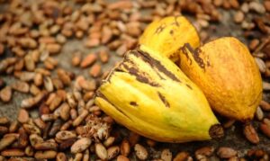 Leia mais sobre o artigo Indústria brasileira de cacau alerta para impacto da tarifa de 50% anunciada pelos EUA