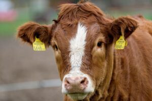 Leia mais sobre o artigo “Impactos da tarifa de 50% dos EUA sobre o Brasil no mercado da carne bovina