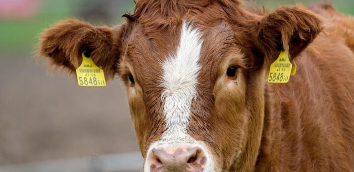 “Impactos da tarifa de 50% dos EUA sobre o Brasil no mercado da carne bovina
