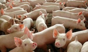 Leia mais sobre o artigo Embarques de carne suína mantêm alta de 12,9% em 2025