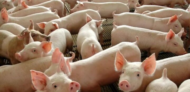 Embarques de carne suína mantêm alta de 12,9% em 2025