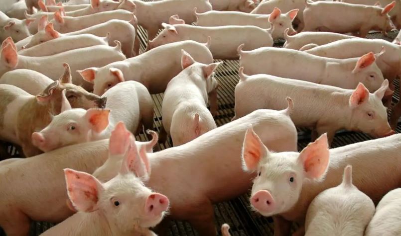 Você está visualizando atualmente Embarques de carne suína mantêm alta de 12,9% em 2025