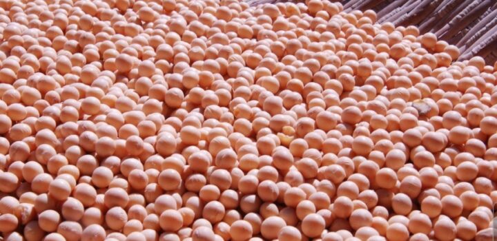 Soja e algodão puxam a safra baiana recorde de grãos em 2025