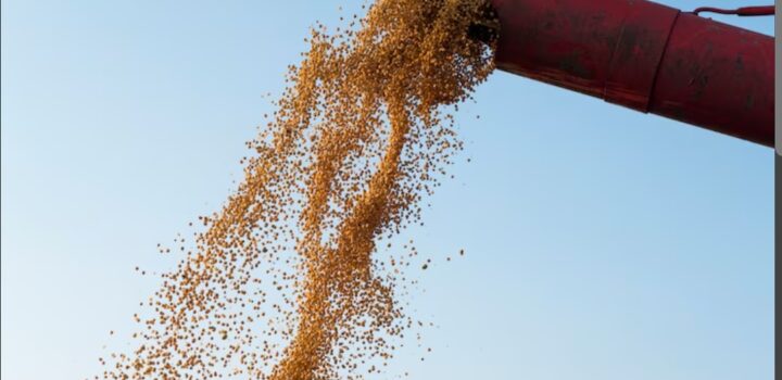 No oeste baiano, competição inédita impulsiona produtividade da soja