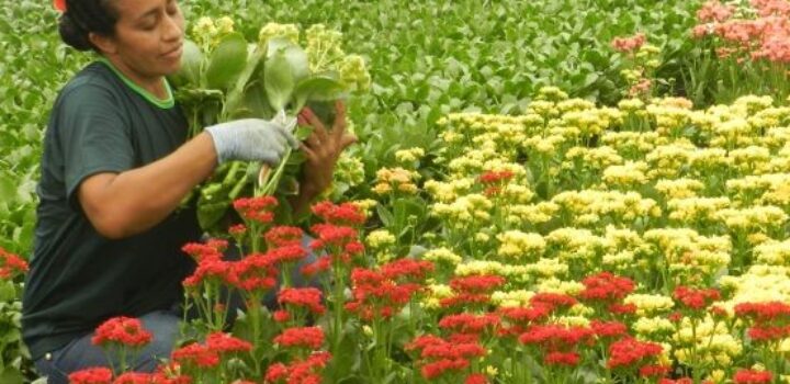 Floricultura brasileira cresce quase 10% e movimenta mais de R$ 21 bilhões