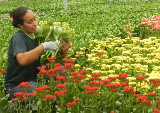Floricultura brasileira cresce quase 10% e movimenta mais de R$ 21 bilhões