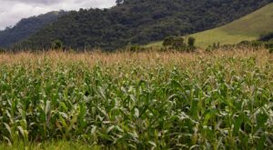 Leia mais sobre o artigo Estimativa de setembro aponta safra recorde de 341,9 milhões de toneladas