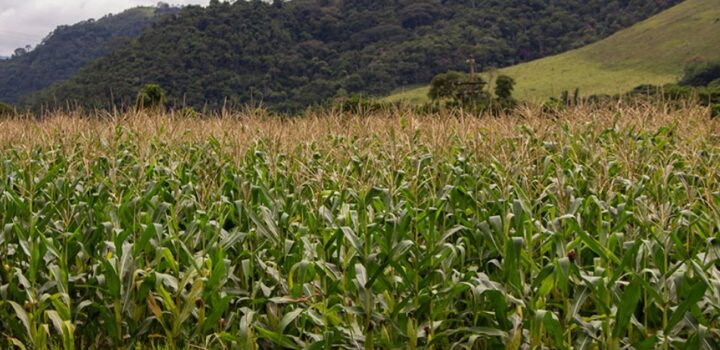 Estimativa de setembro aponta safra recorde de 341,9 milhões de toneladas