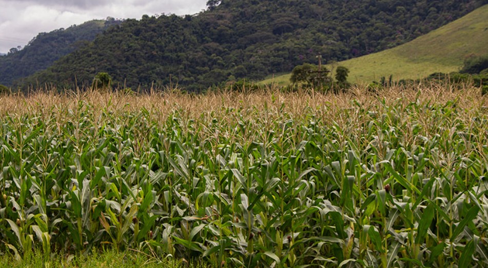 Estimativa de setembro aponta safra recorde de 341,9 milhões de toneladas