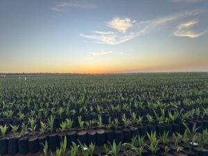 Leia mais sobre o artigo Acelen Renováveis leva soluções concretas de transição energética à COP30