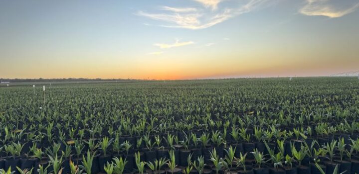 Acelen Renováveis leva soluções concretas de transição energética à COP30