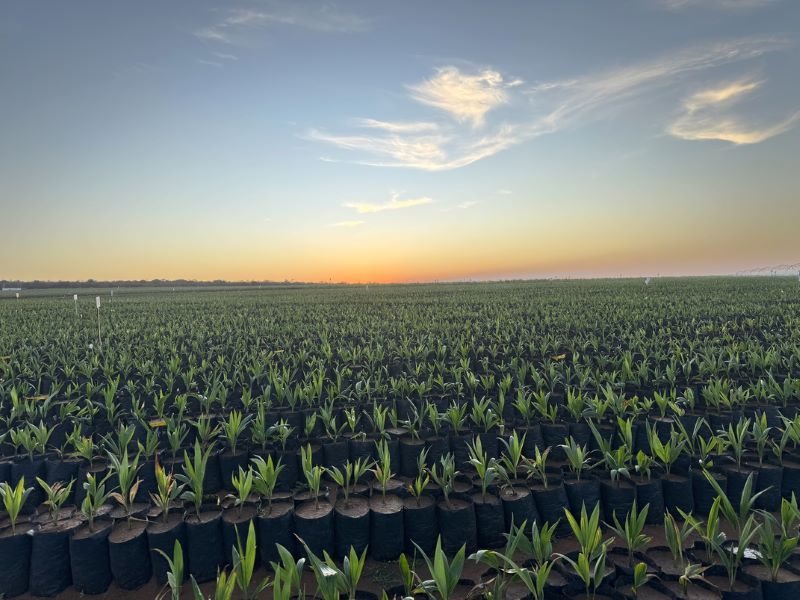 Você está visualizando atualmente Acelen Renováveis leva soluções concretas de transição energética à COP30