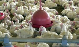 Leia mais sobre o artigo China suspende proibição de compra de carne de frango do Brasil